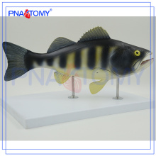 PNT-0822 Fisch anatomisches Modell, Fisch Dissektionsmodell